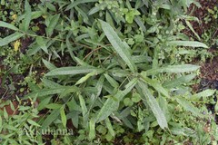 Morinda pubescens var. stenophylla